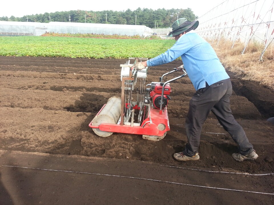 만생양파 직파재배시범